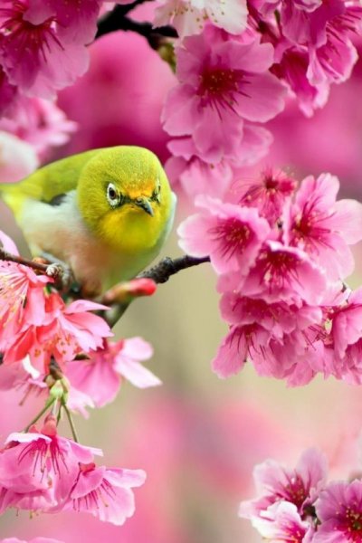 Черри блоссом май