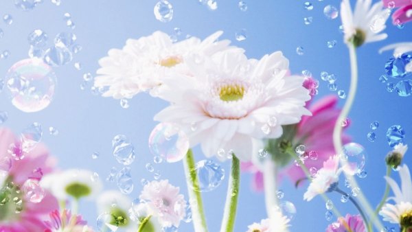 Цветы на веточке по вертикали