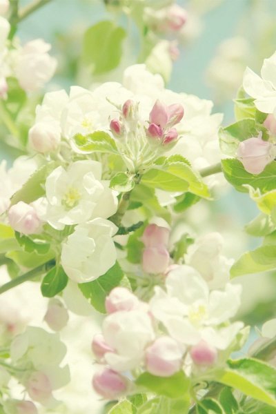 Красивая ветка Сакуры