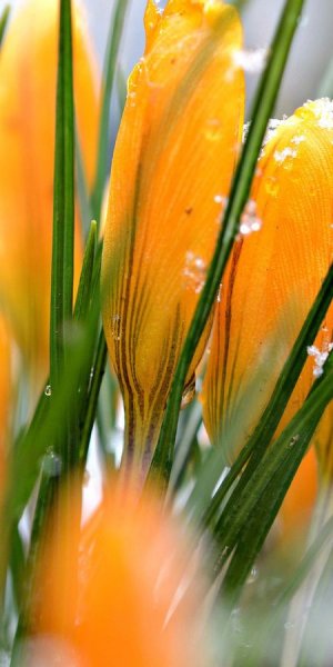 Яркие цветы и бабочки