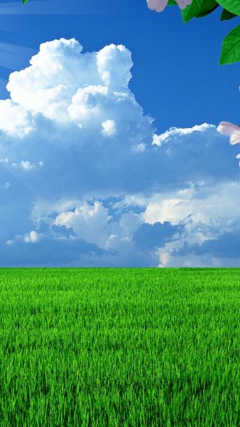 Красивые цветы вертикальные