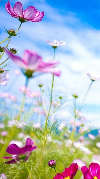 Заставка подснежники