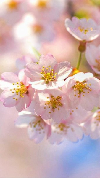 Обои на рабочий стол вертикальные