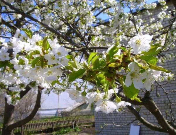 Разлив в Брянске набережная