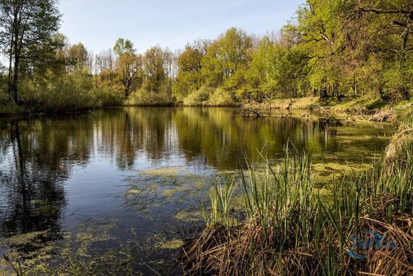 Церковь весной Брянск