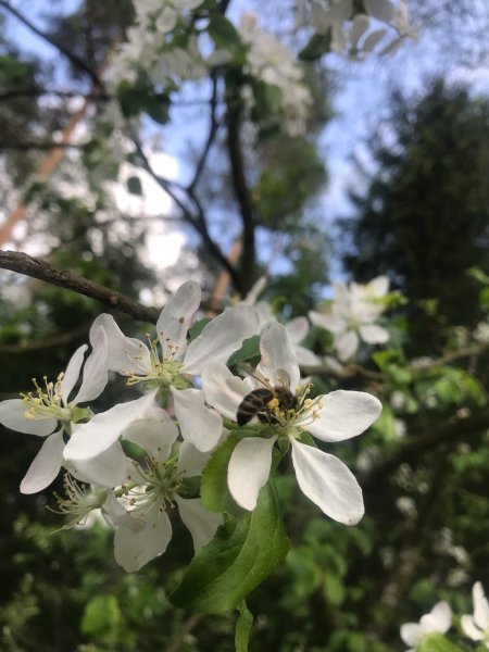 Дядьково Брянская область