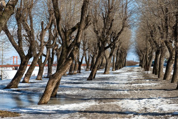 Сирень в Брянске