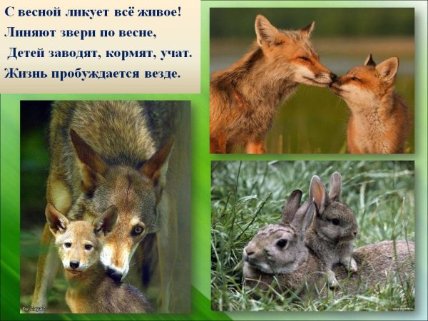 Дикие животные весной