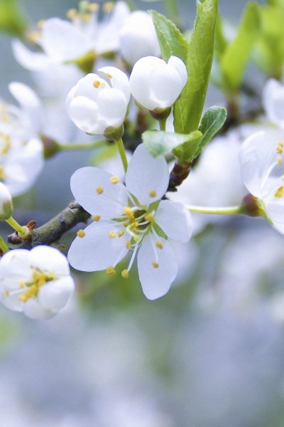 Весенняя ветка