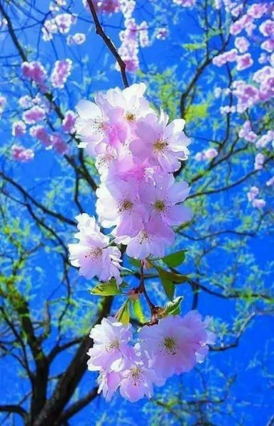 Япония цветение Фудзи