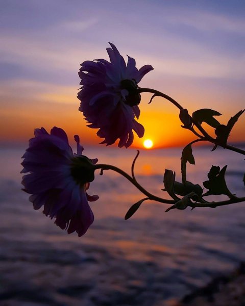Цветочки на закате