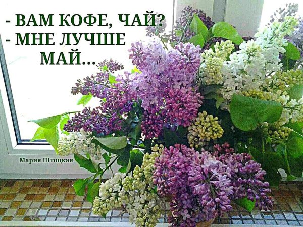 Красивые стихи о сирени