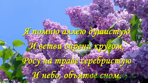 Сирень Стефан Маковецкий