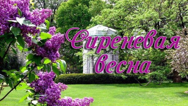 Сирень гиф