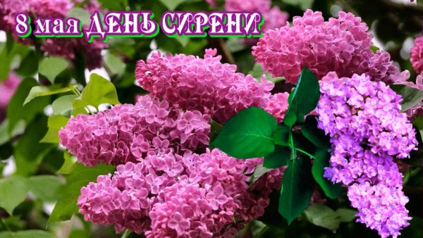 Стихотворение про сирень