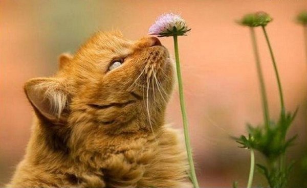 Мотиватор хорошего настроения