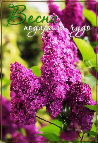 Цветы Ландыши и сирень