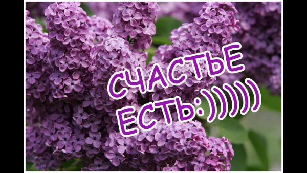 Сирень с пожеланиями доброго