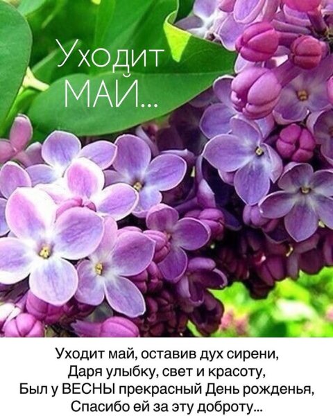 Сирень окно Весна