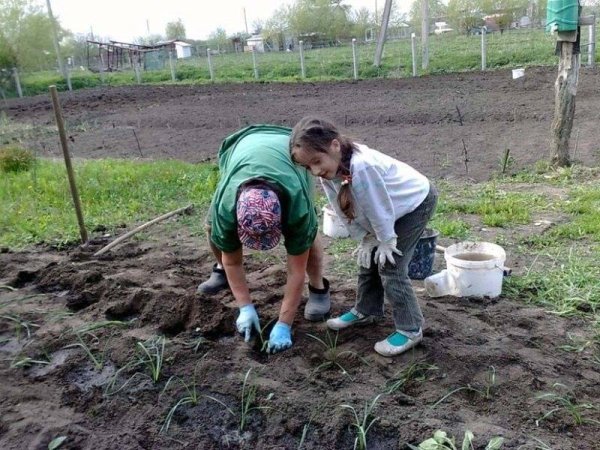 Подготовка огорода