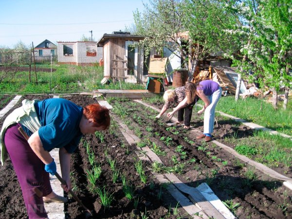 Весенние работы в огороде