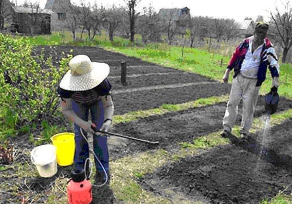 Огород весной