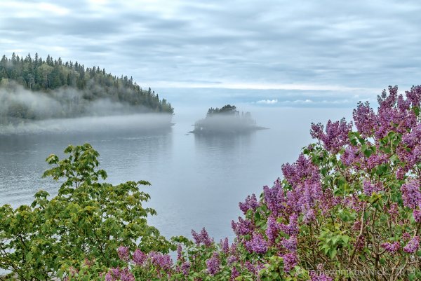 Сирень на Валааме