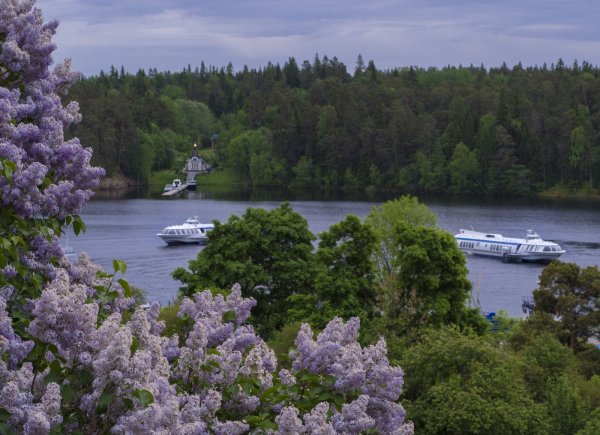 Валаам сирень цветет