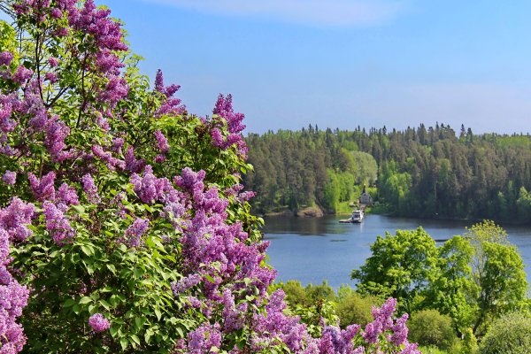 Заросли сирени