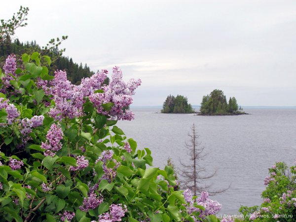 Флора Валаама