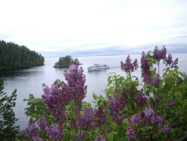 Сирень на Валааме