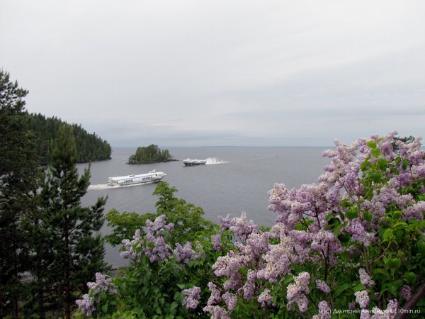 Сирень на Валааме