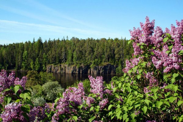 Лесные цветы острова Валаам