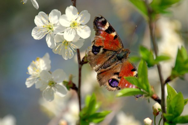 Весна бабочки