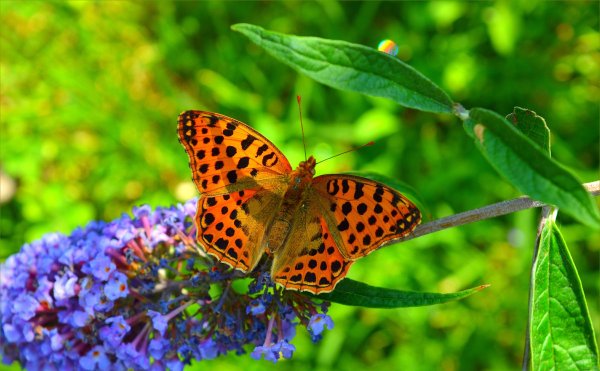 Весна бабочки