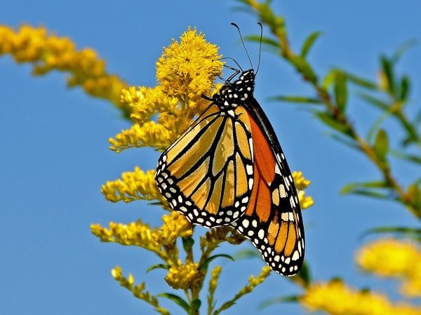 Весенние бабочки