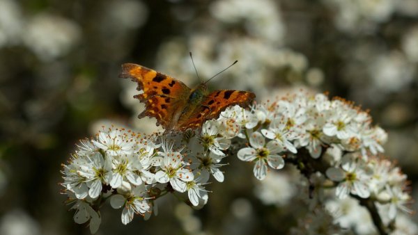 Бабочка на цветущем дереве