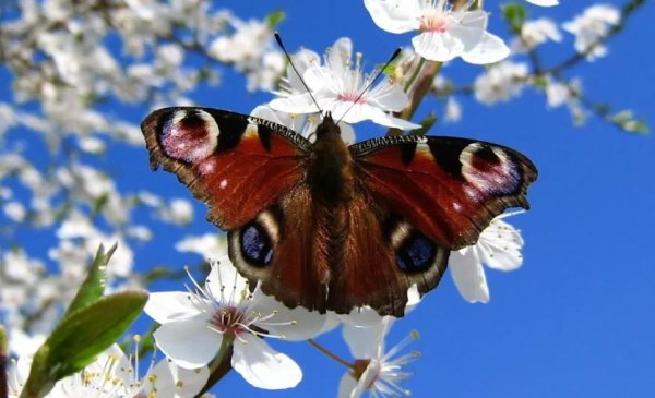 Весна бабочки