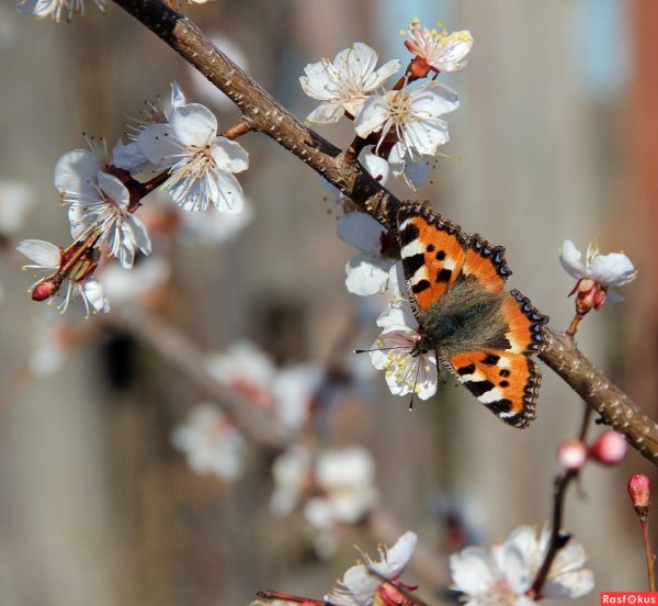 Красота весны