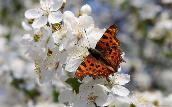 Весна бабочки