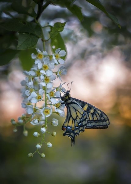 Весна бабочки