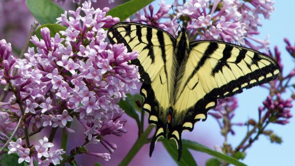 Весна бабочки