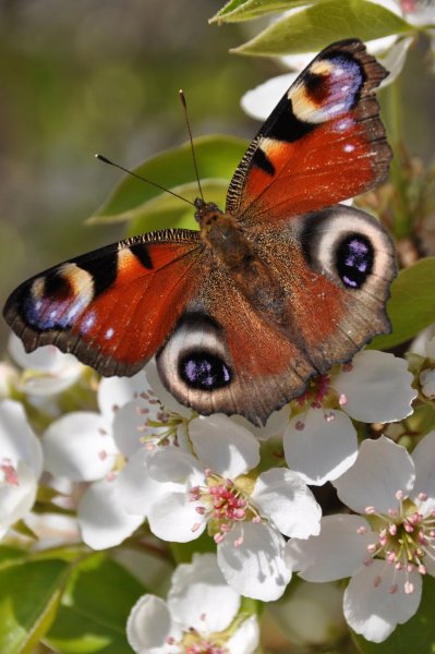 Весенние бабочки