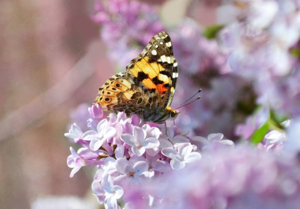 Красивые весенние бабочки