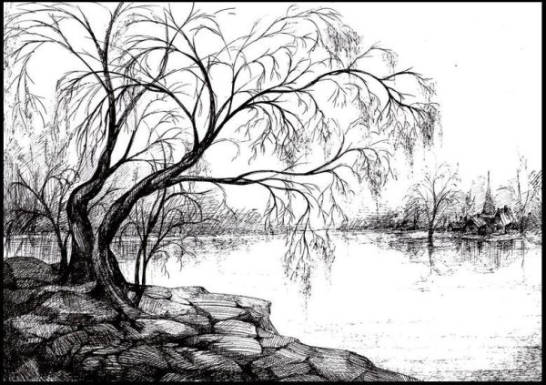 Природа карандашом