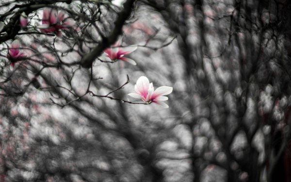 Природа черно белая Весна
