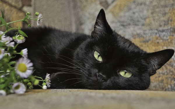 Черный кот лежит