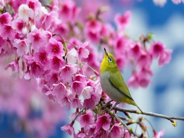 Антонио Вивальди времена года