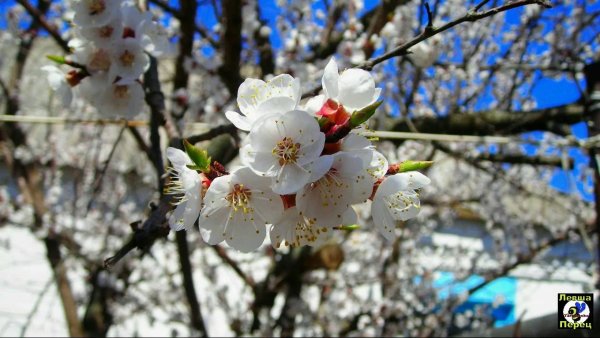 Весна грядет и радостною песней полна природа солнце и тепло