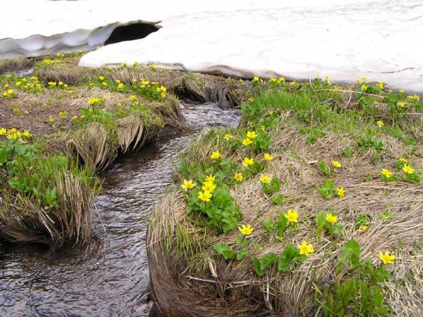 Весенние ручьи